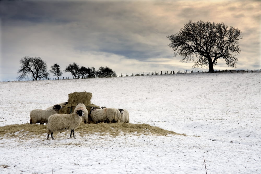 Sheep In Field Of Snow Northumberland England Canvas Art - John Short Design Pics (18 x 12)