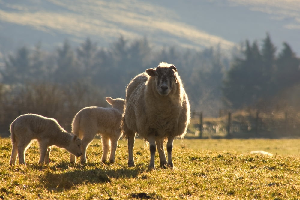 Sheep In Pasture Canvas Art - John Short Design Pics (17 x 11)