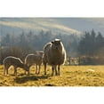 thumbnail image 1 of Sheep In Pasture Poster Print, 1 of 2