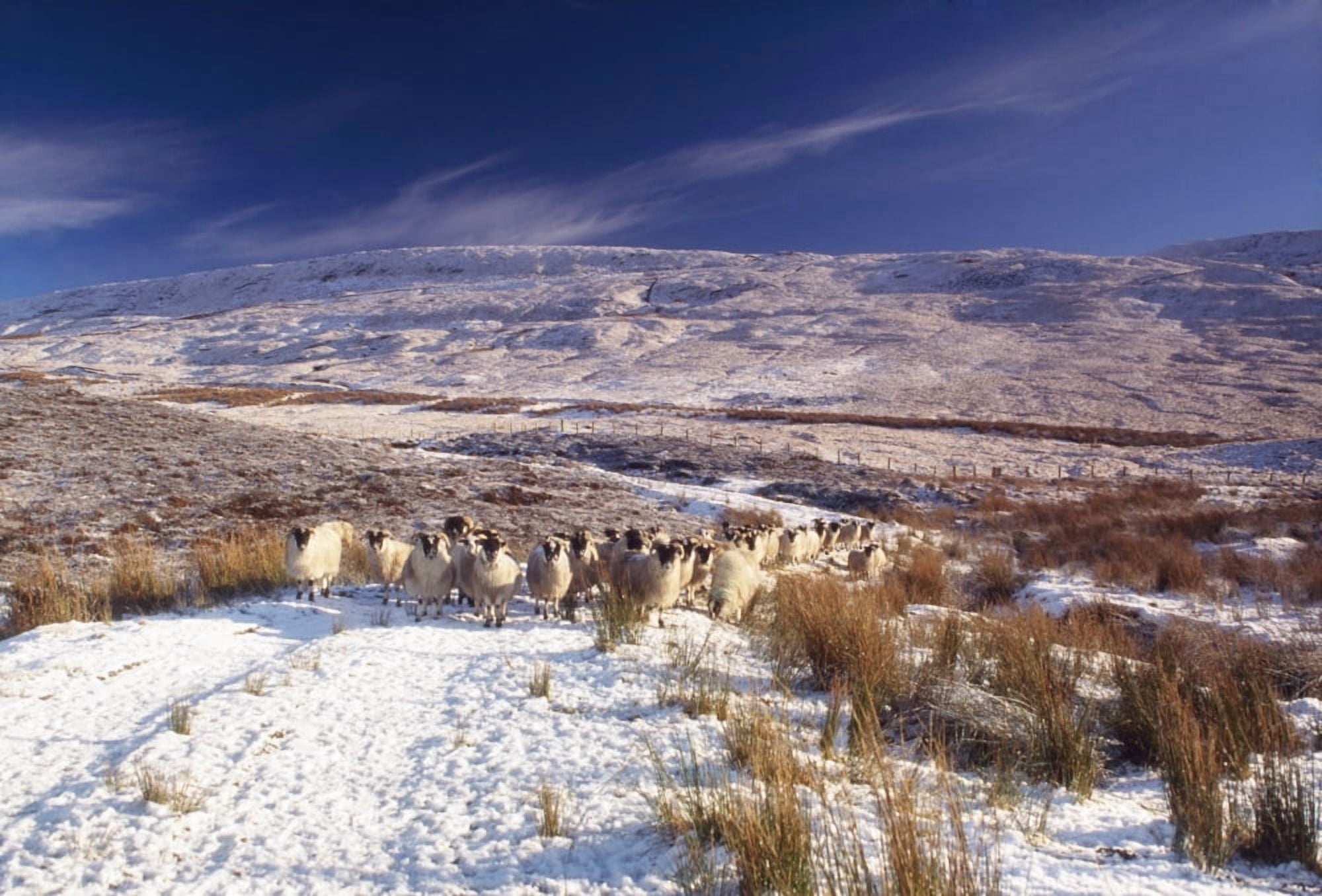 Sheep In Snow Glenshane Co Derry Ireland Canvas Art - The Irish Image Collection Design Pics (18 x 12)