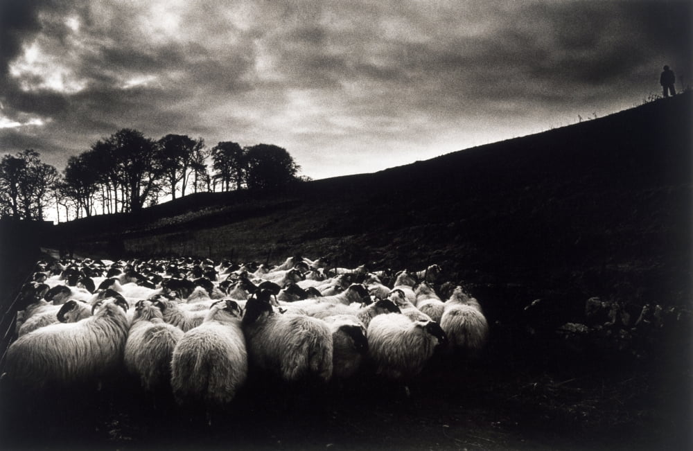Sheep Ireland Canvas Art - The Irish Image Collection Design Pics (38 x 24)