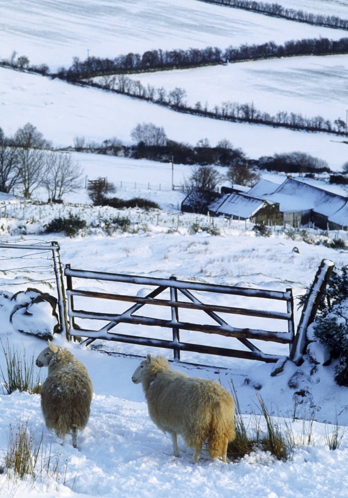 Sheep Ireland Sheep And A Farm During Winter In Ireland Canvas Art - The Irish Image Collection Design Pics (12 x 18)
