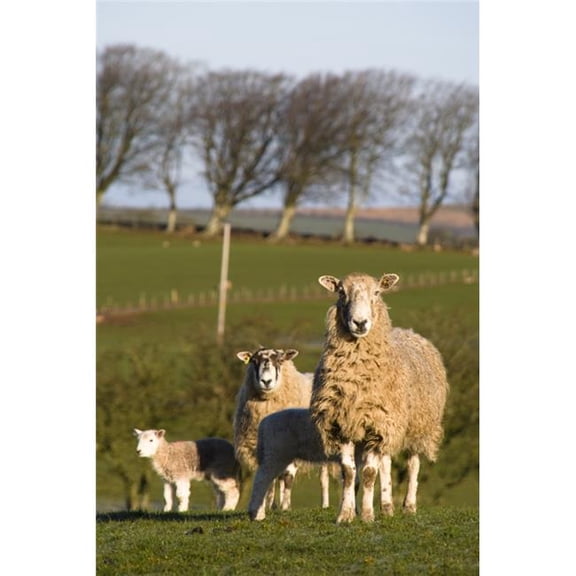 Sheep Lake District Cumbria England Europe Poster Print by John Short, 22 x 34 - Large