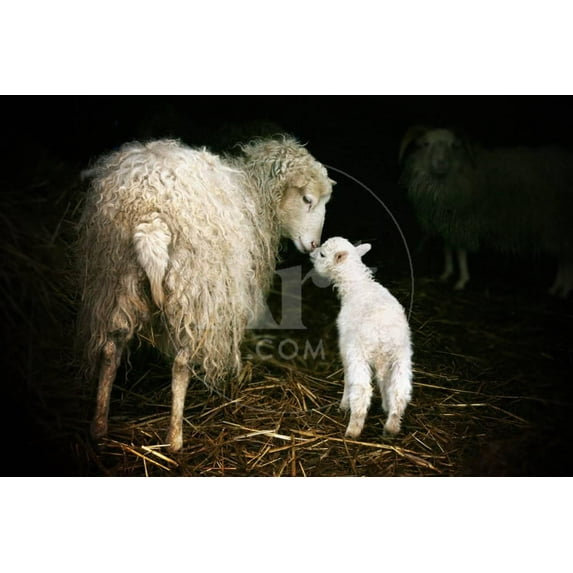 Sheep with a Lamb Standing in the Doorway of the Barn Maternal Instinct, Animals Unframed Photographic Print Wall Art by Katarzyna Mazurowska Sold by Art.Com