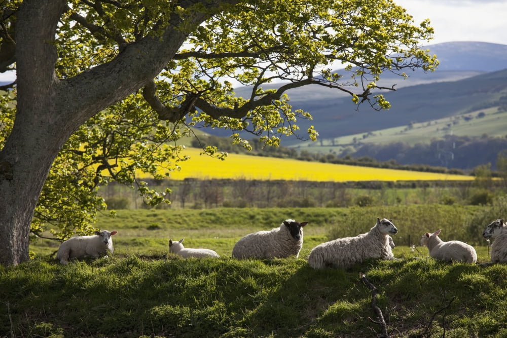 Sheep Laying On The Grass Under A Tree Northumberland England Canvas Art - John Short Design Pics (19 x 12)