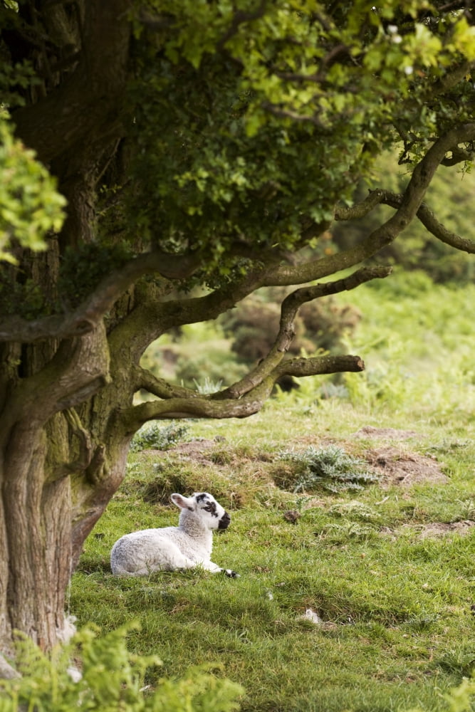 Sheep Lying Under Tree Canvas Art - John Short Design Pics (24 x 36)