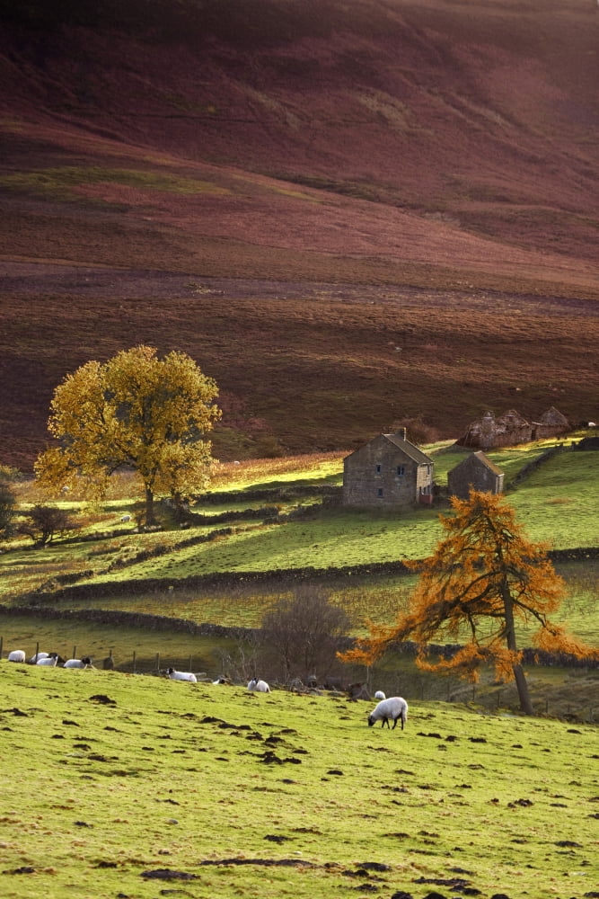 Sheep On A Hill North Yorkshire England Canvas Art - John Short Design Pics (12 x 18)