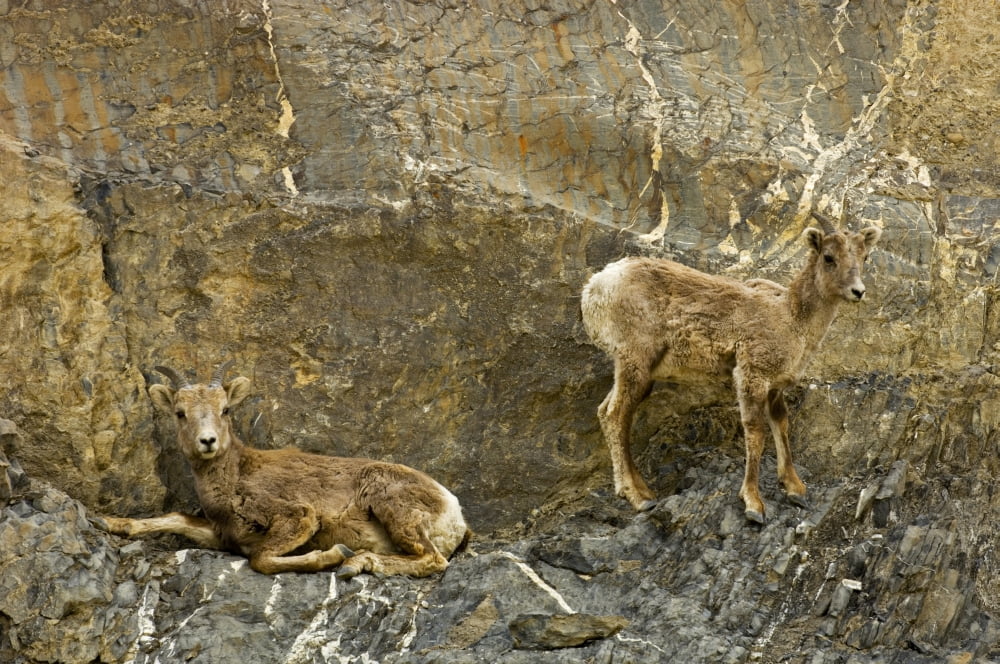 Sheep On Cliff Ledge In Jasper National Park Alberta Canvas Art - Mike Grandmaison Design Pics (18 x 12)