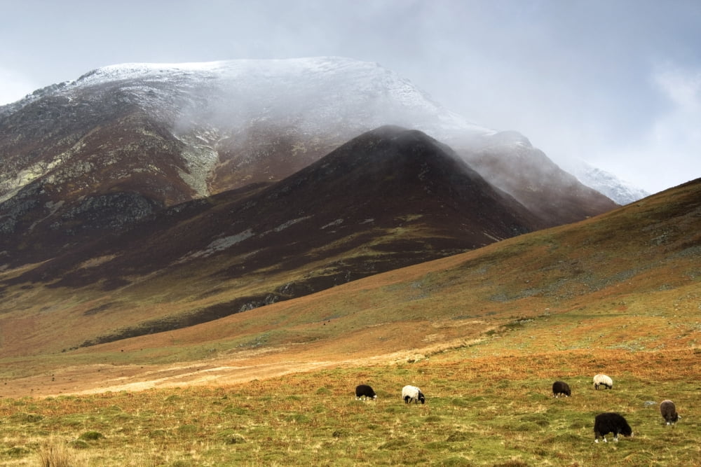 Sheep On Pasture Lake District Cumbria England Canvas Art - John Short Design Pics (17 x 11)