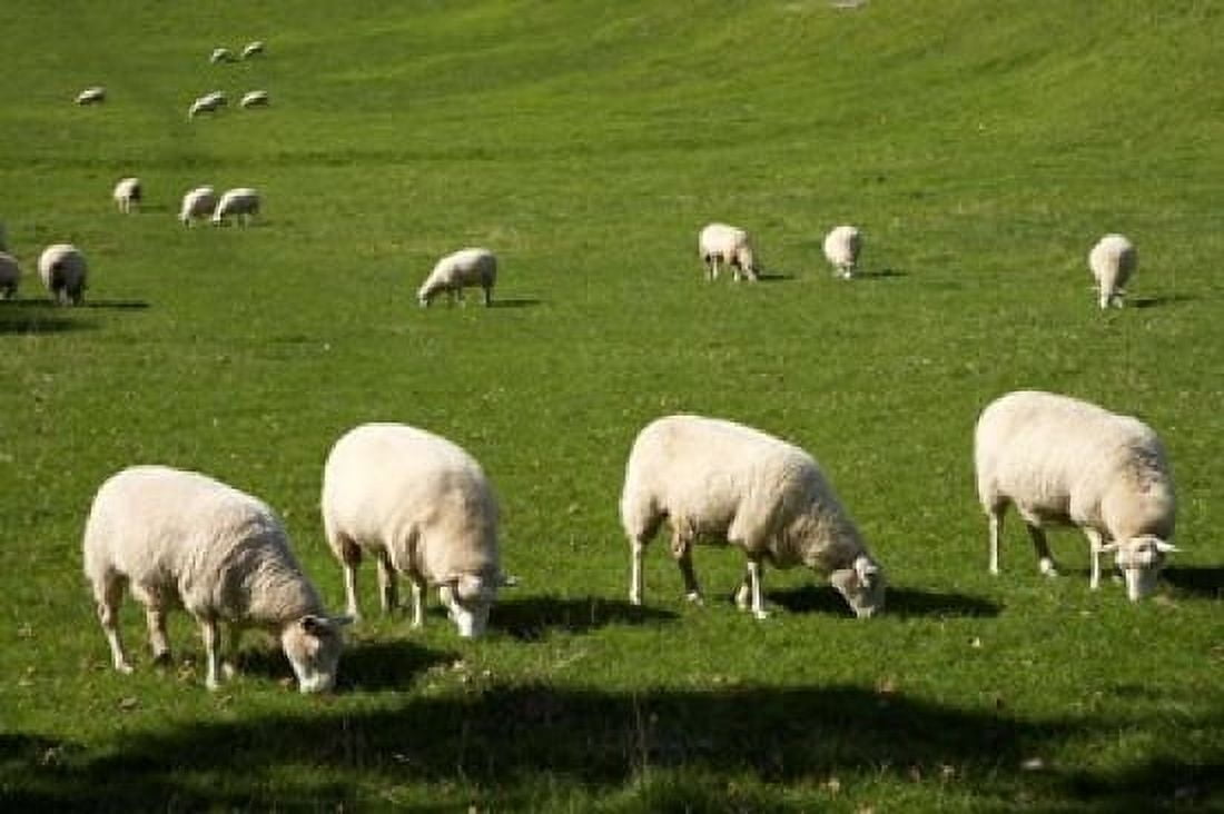 Sheep One Tree Hill Domain Auckland North Island New Zealand Canvas Art - David Wall DanitaDelimont (34 x 23)