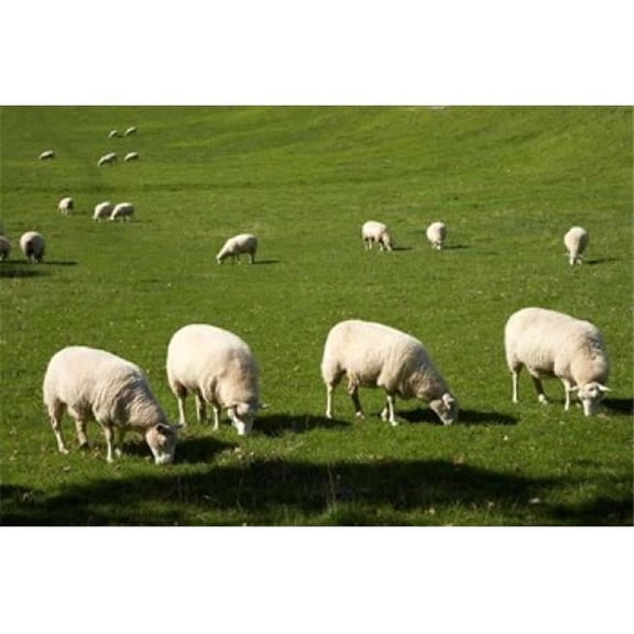 Sheep One Tree Hill Domain Auckland North Island New Zealand Poster Print by David Wall - 34 x 23 in.