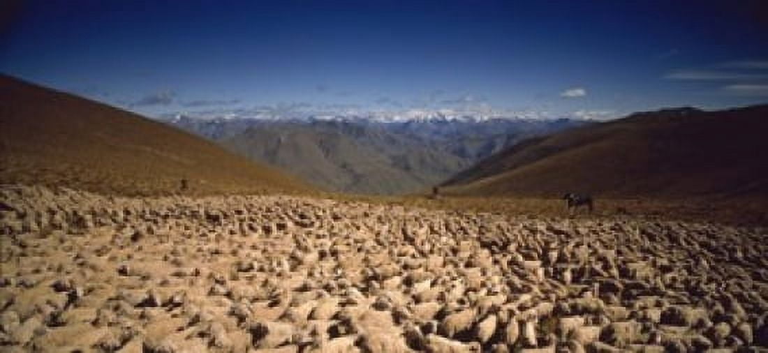 Sheep Otago New Zealand Canvas Art - Panoramic Images (15 x 7)