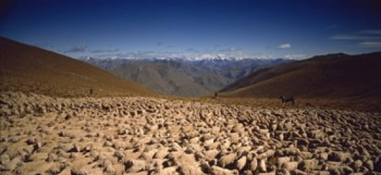 Sheep Otago New Zealand Canvas Art - Panoramic Images (30 x 14)