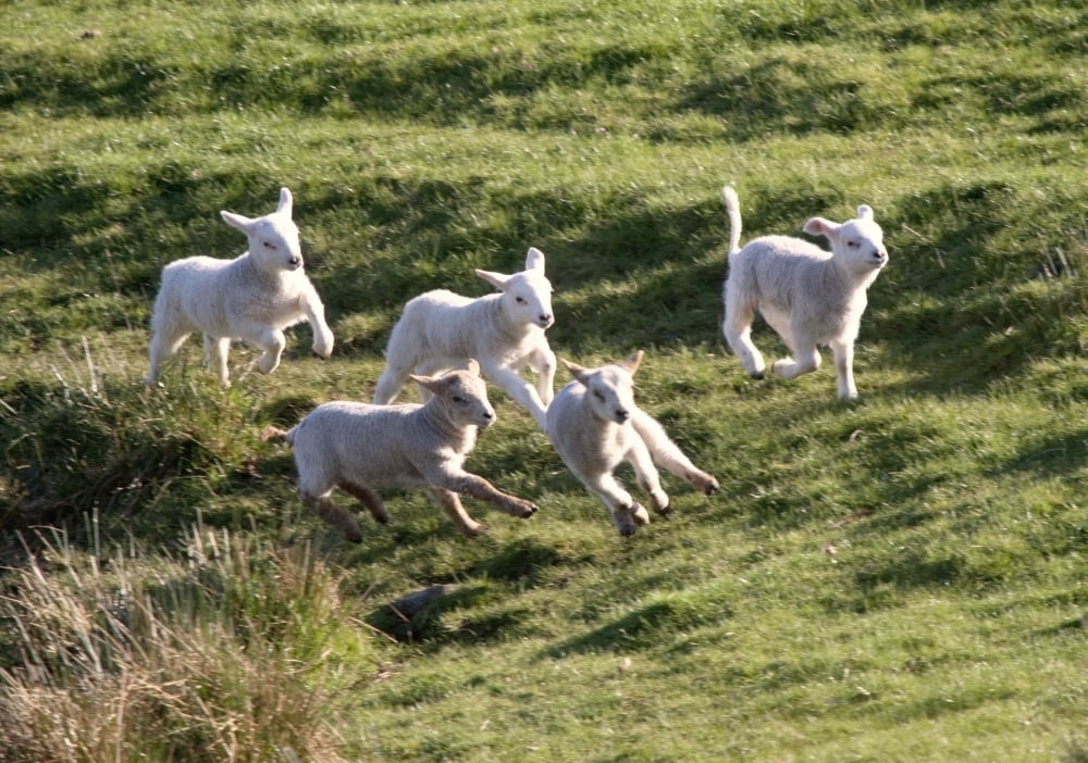 Sheep Running Canvas Art - John Short Design Pics (18 x 13)