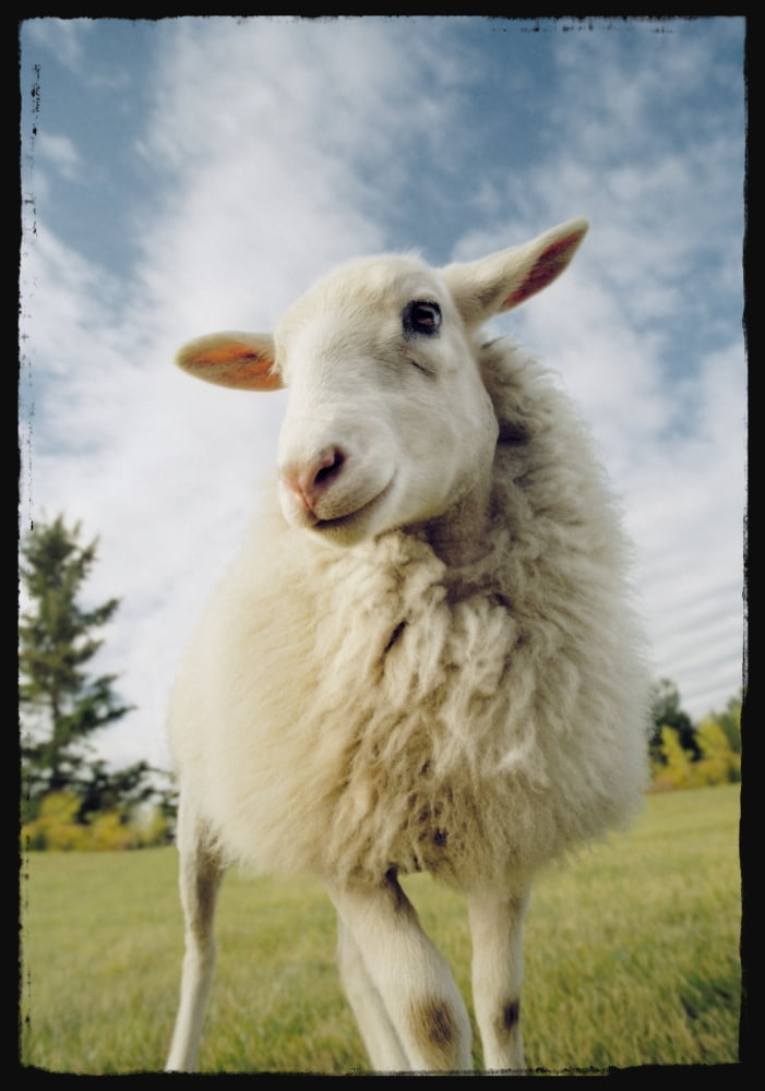 Sheep Sheared With Poodle Cut Canvas Art - Darwin Wiggett Design Pics (22 x 32)