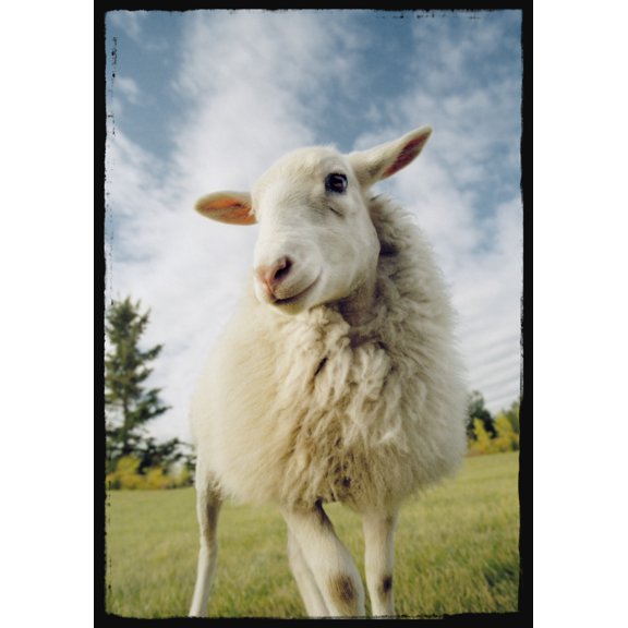 Sheep Sheared With Poodle Cut Canvas Art - Darwin Wiggett  Design Pics (22 x 32)