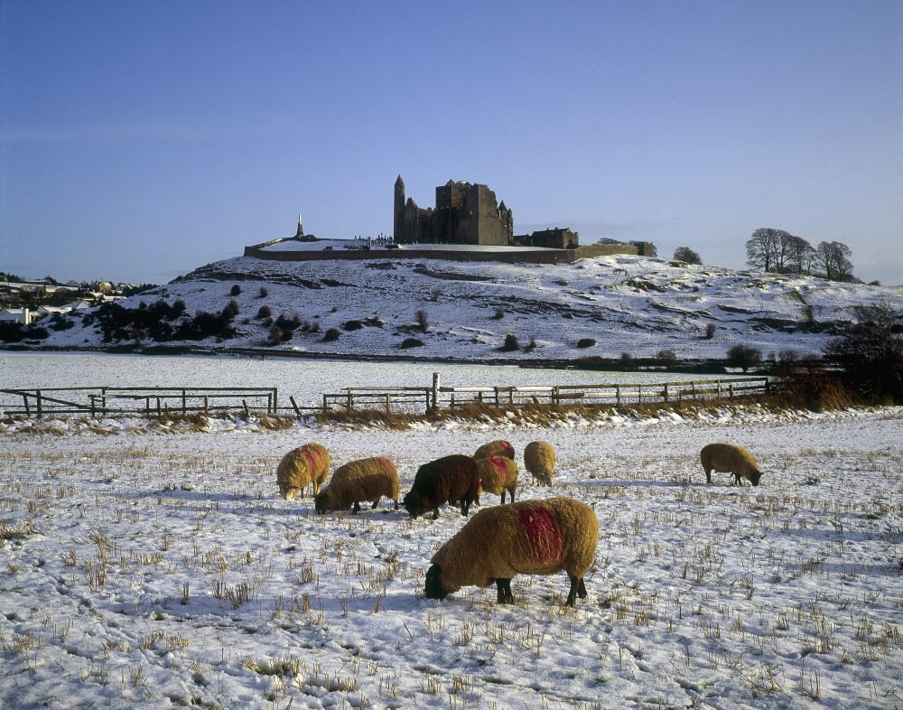 Sheep On A Snow Covered Landscape In Front Of A Castle Rock Of Castle Castle County Tipperary Republic Of Ireland Canvas Art - The Irish Image Collection Design Pics (17 x 13)