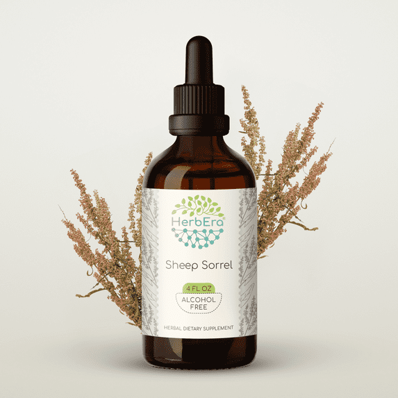HerbEra Sheep Sorrel Tincture, Herbal Dietary Supplement for Digestive Support, Sheep Sorrel (Rumex acetosella) Dried Herb Extract, Natural, Alcohol-Free, Drops 4 oz