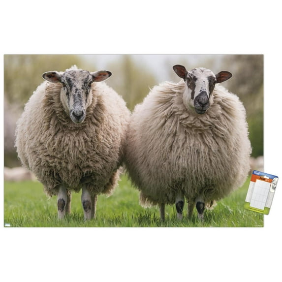 Sheep Standing In The Meadow Wall Poster, 14.725" x 22.375"