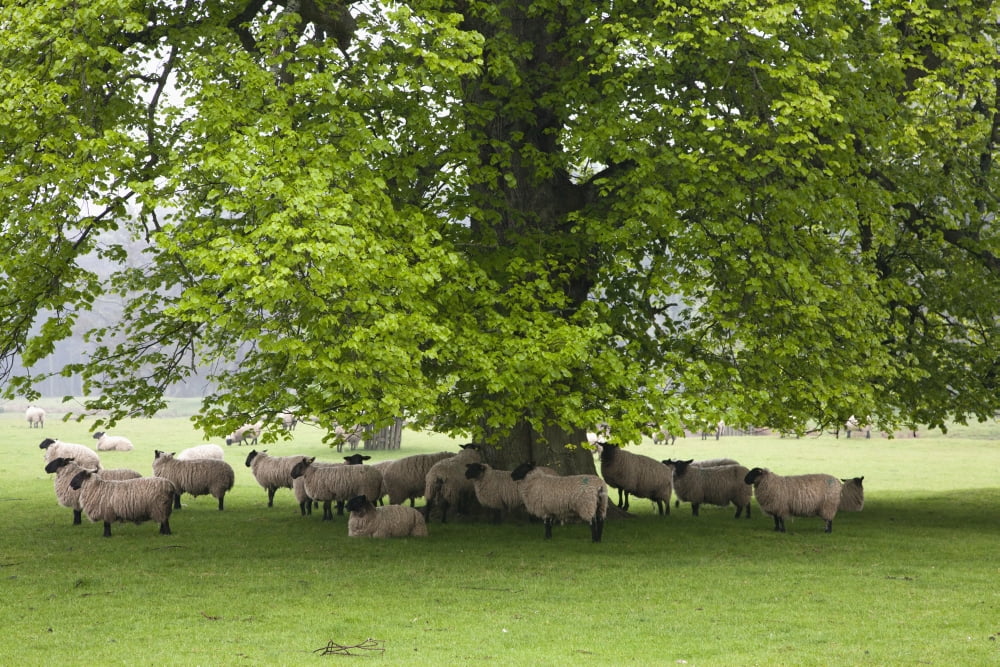 Sheep Standing Under A Tree Northumberland England Canvas Art - John Short Design Pics (38 x 24)