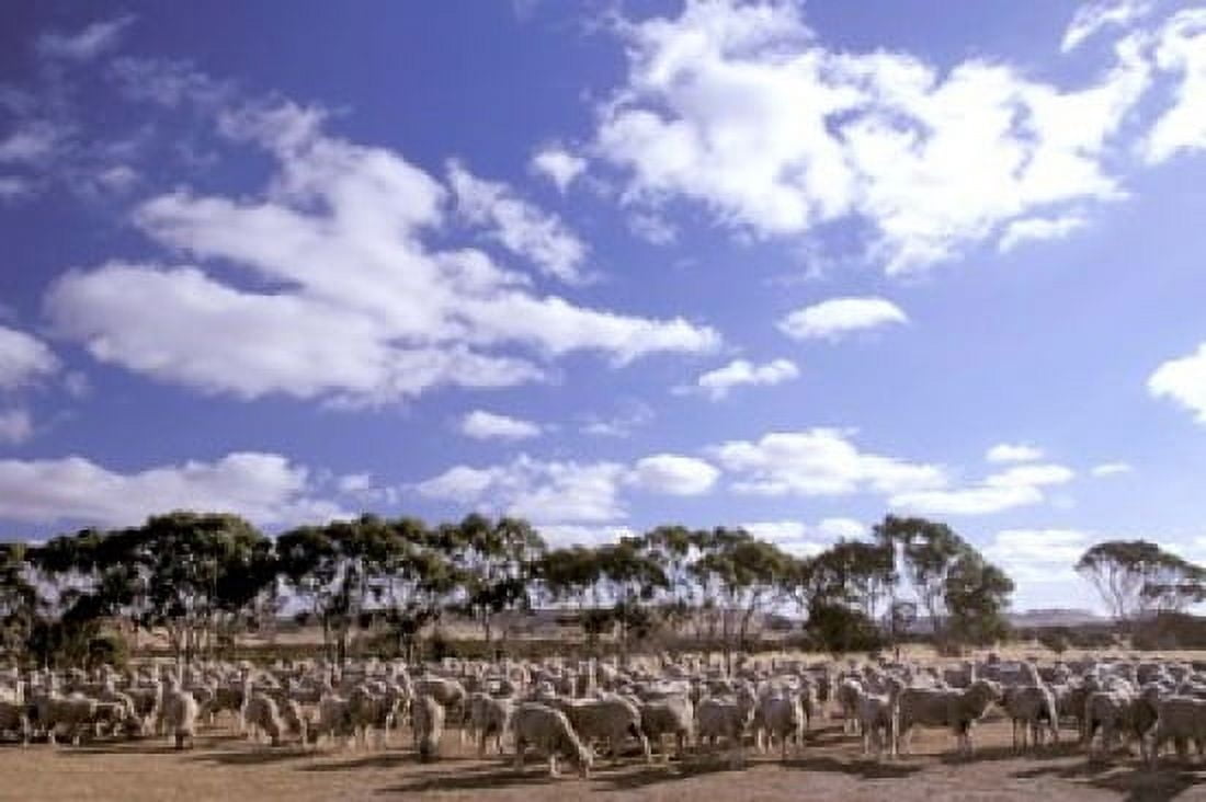 Sheep Station Kangaroo Island South Australia Australia Canvas Art - Walter Bibikow DanitaDelimont (27 x 18)