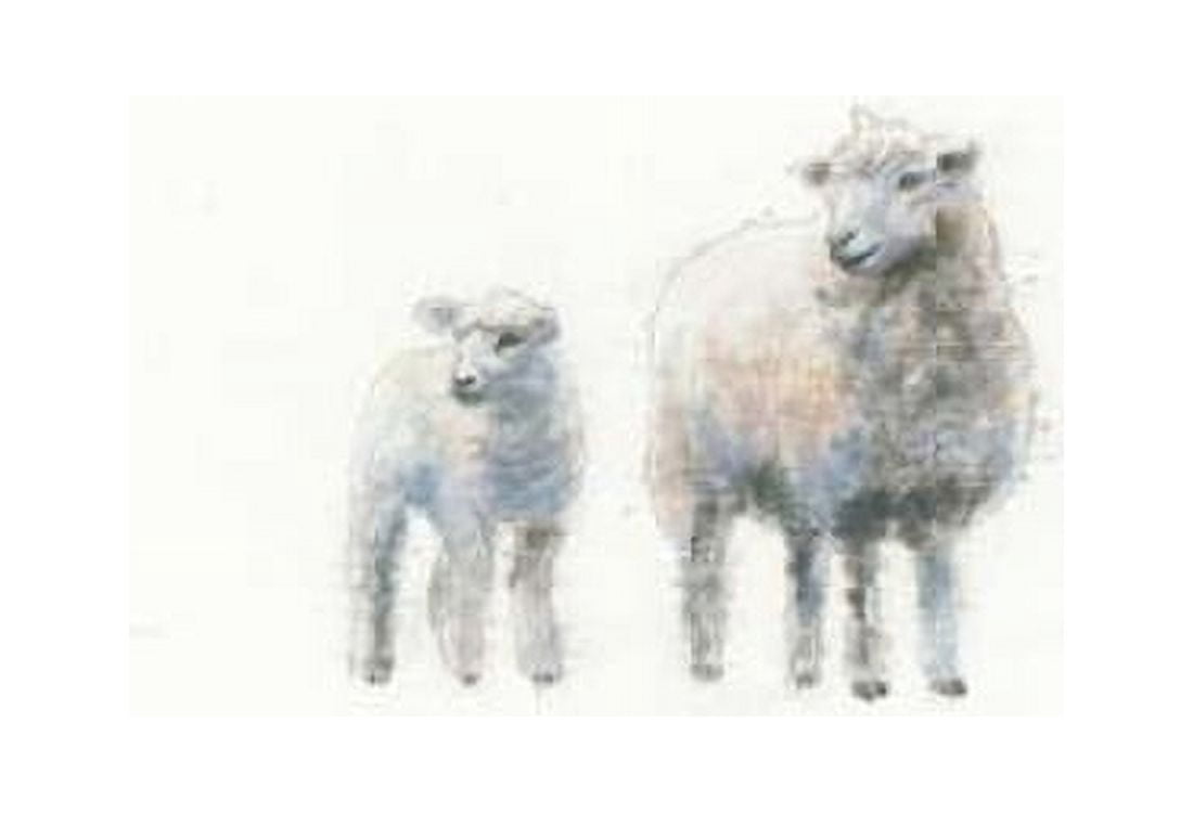 Sheep and Lamb Canvas Art - Emily Adams (20 x 28)