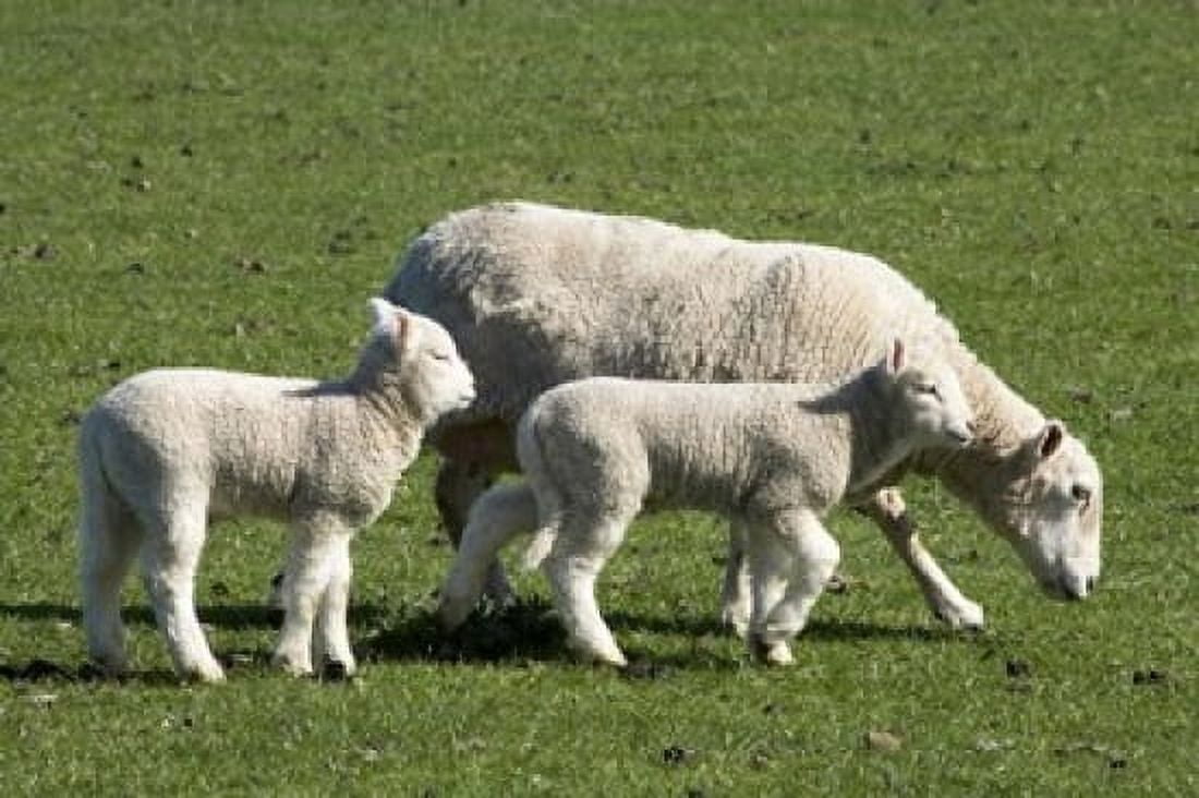 Sheep and Lambs near Dunedin Otago South Island New Zealand Canvas Art - David Wall DanitaDelimont (35 x 24)