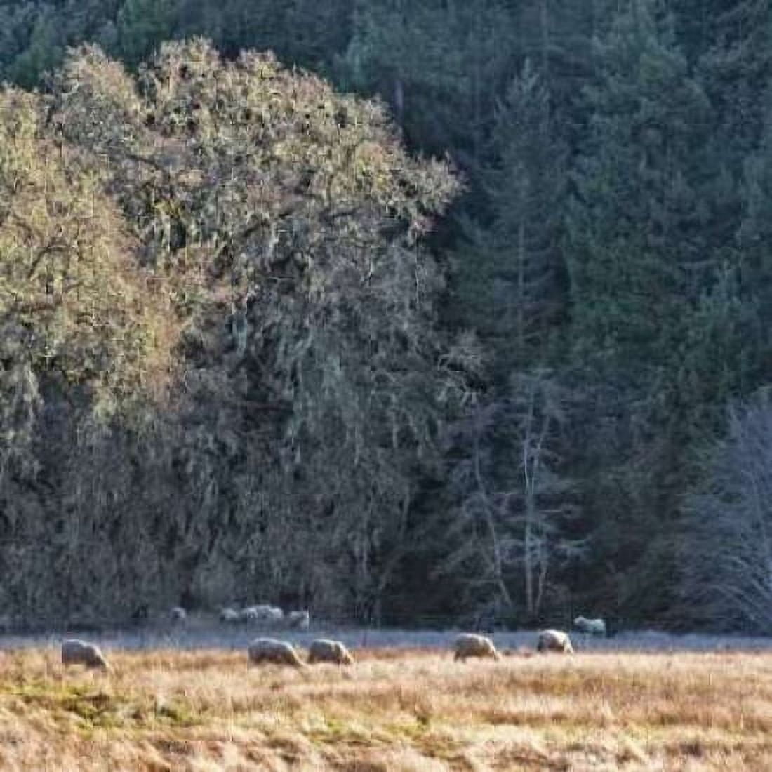 Sheep and Oak Trees Canvas Art - Rita Crane (24 x 24)