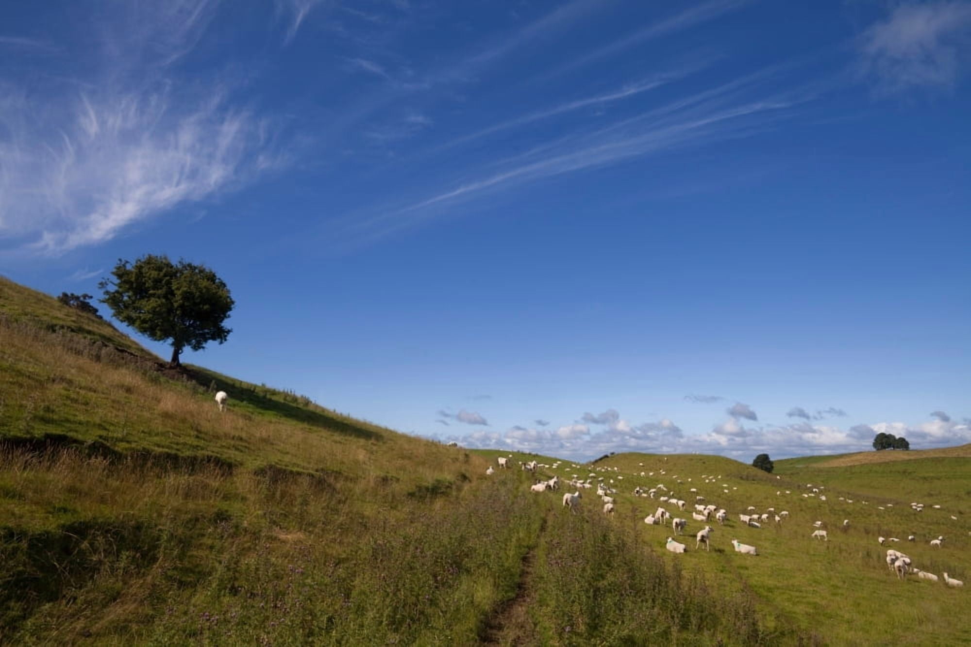 Sheep and Tree Carbane West Loughcrew County Meath Ireland Canvas Art - Panoramic Images (27 x 9)
