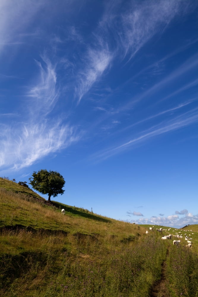 Sheep and Tree Carbane West Loughcrew County Meath Ireland Canvas Art - Panoramic Images (36 x 12)