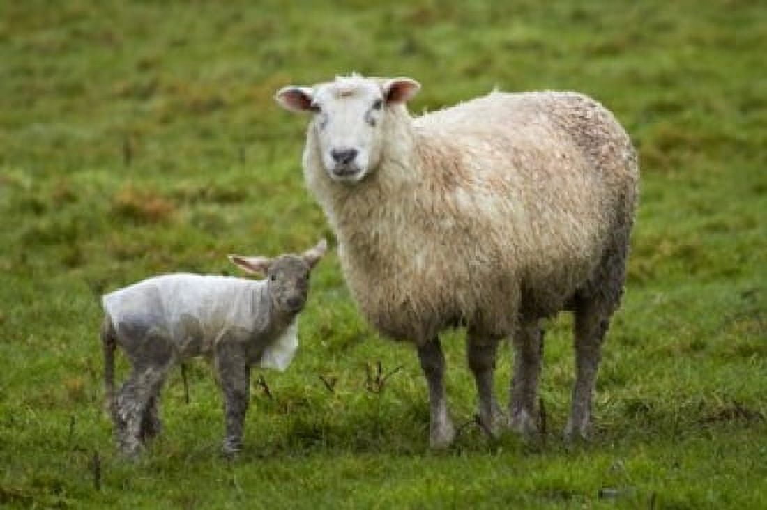 Sheep and lamb Taieri Plains Otago New Zealand Canvas Art - David Wall DanitaDelimont (26 x 18)