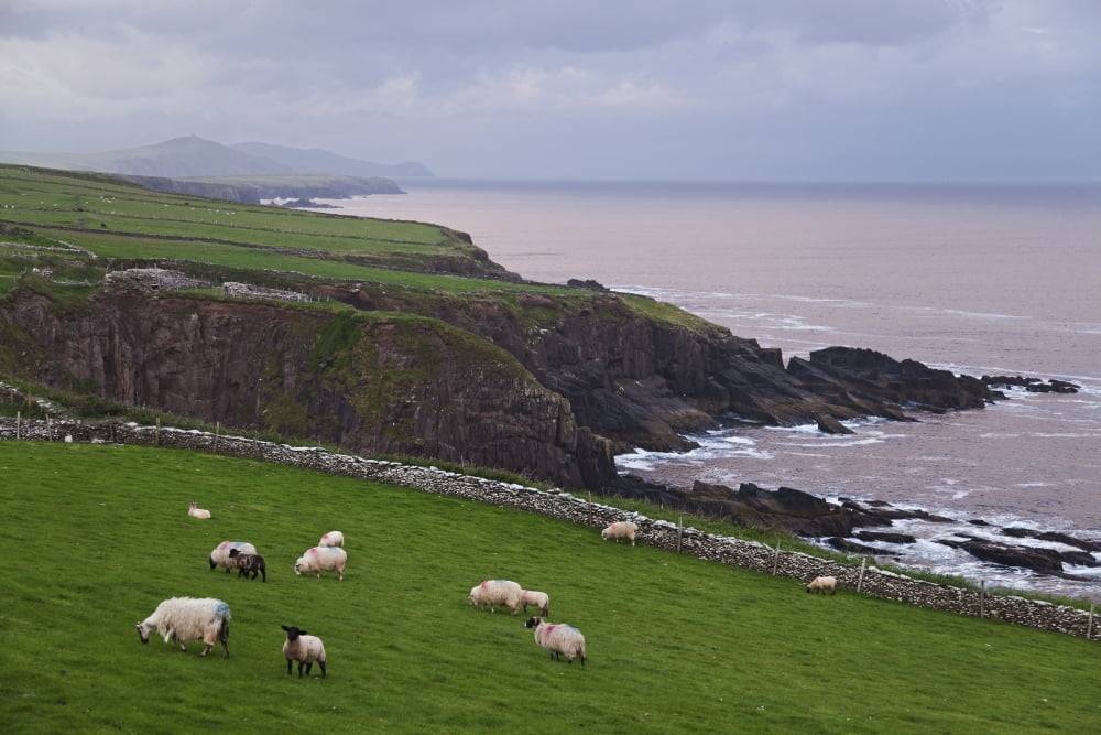 Sheep at Parkmore Point near Dingle Dingle Peninsula County Kerry Ireland Canvas Art - Carl Bruemmer Design Pics (19 x 12)