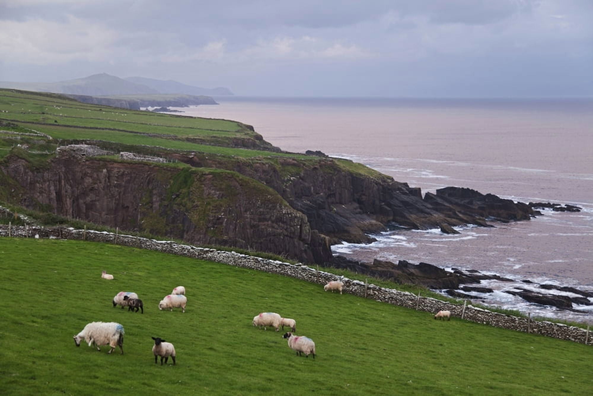 Sheep at Parkmore Point near Dingle Dingle Peninsula County Kerry Ireland Canvas Art - Carl Bruemmer Design Pics (38 x 24)