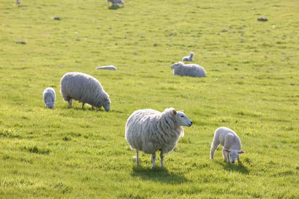 Sheep in a field in the typical English countryside of rolling hills around village of Kingston Deverill West Wiltshire England Canvas Art - Paul Quayle  Design Pics (38 x 24)