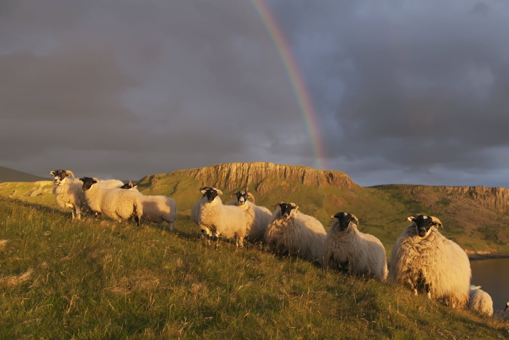 Sheep on a grassy slope with a rainbow in the cloudy sky near Kilmaluag Isle of Skye Hebrides Scotland Canvas Art - Carl Bruemmer Design Pics (19 x 12)