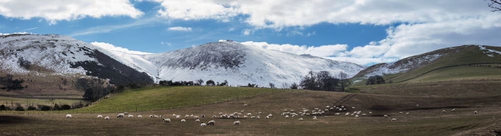 Sheep grazing in a field with snow covered mountains in the backgroundNorthumberland England Canvas Art - John Short Design Pics (41 x 11)