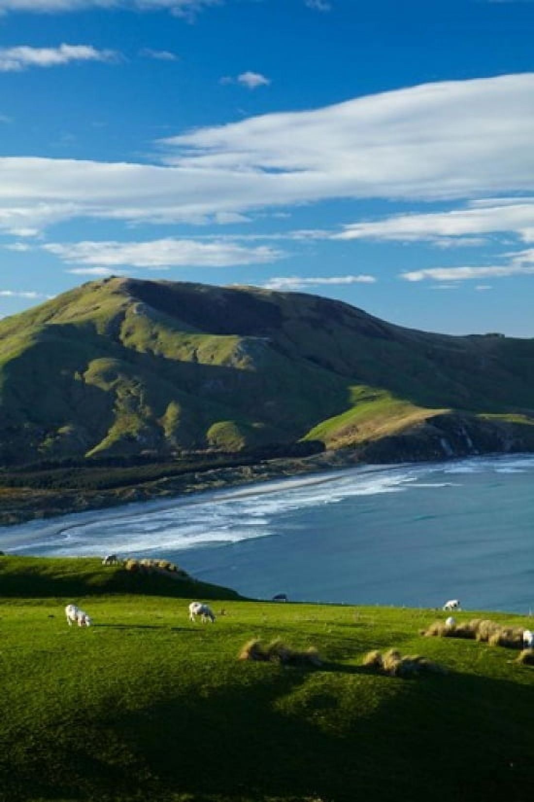 Sheep grazing near Allans Beach Dunedin Otago New Zealand Canvas Art - David Wall DanitaDelimont (19 x 29)