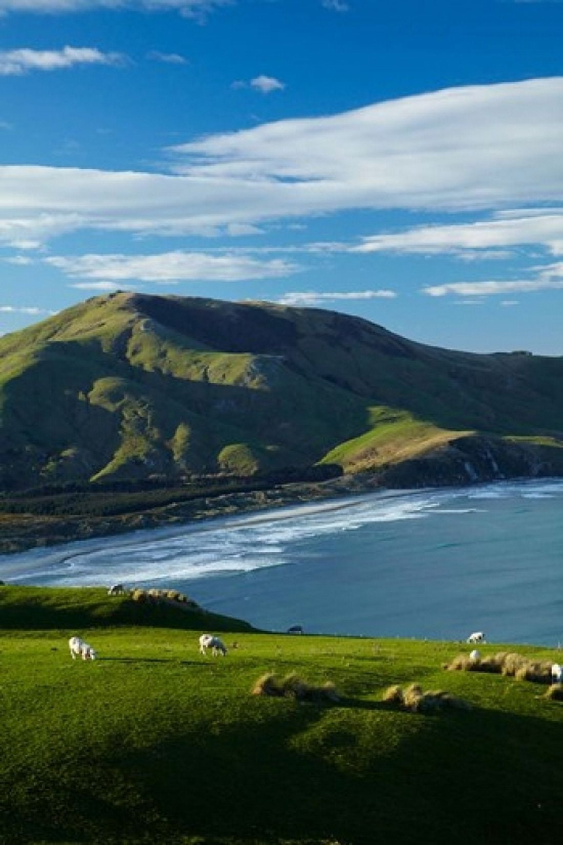 Sheep grazing near Allans Beach Dunedin Otago New Zealand Canvas Art - David Wall DanitaDelimont (24 x 36)