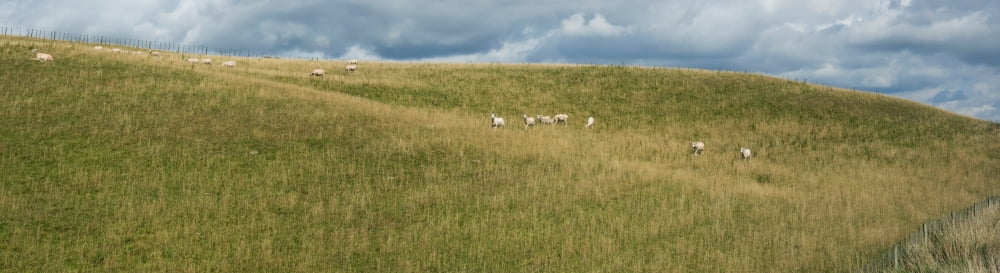 Sheep grazing on hillside Taihape Manawatu-Wanganui North Island New Zealand Canvas Art - Panoramic Images (12 x 42)