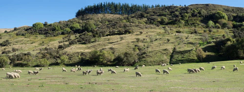 Sheep grazing in pasture along Cardona Valley Road Queenstown Lake District Otago Region South Island New Zealand Canvas Art - Panoramic Images (12 x 30)