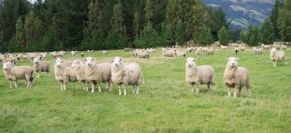Sheep in pasture Paradise Valley Queenstown Lake District Otago Region South Island New Zealand Canvas Art - Panoramic Images (14 x 30)