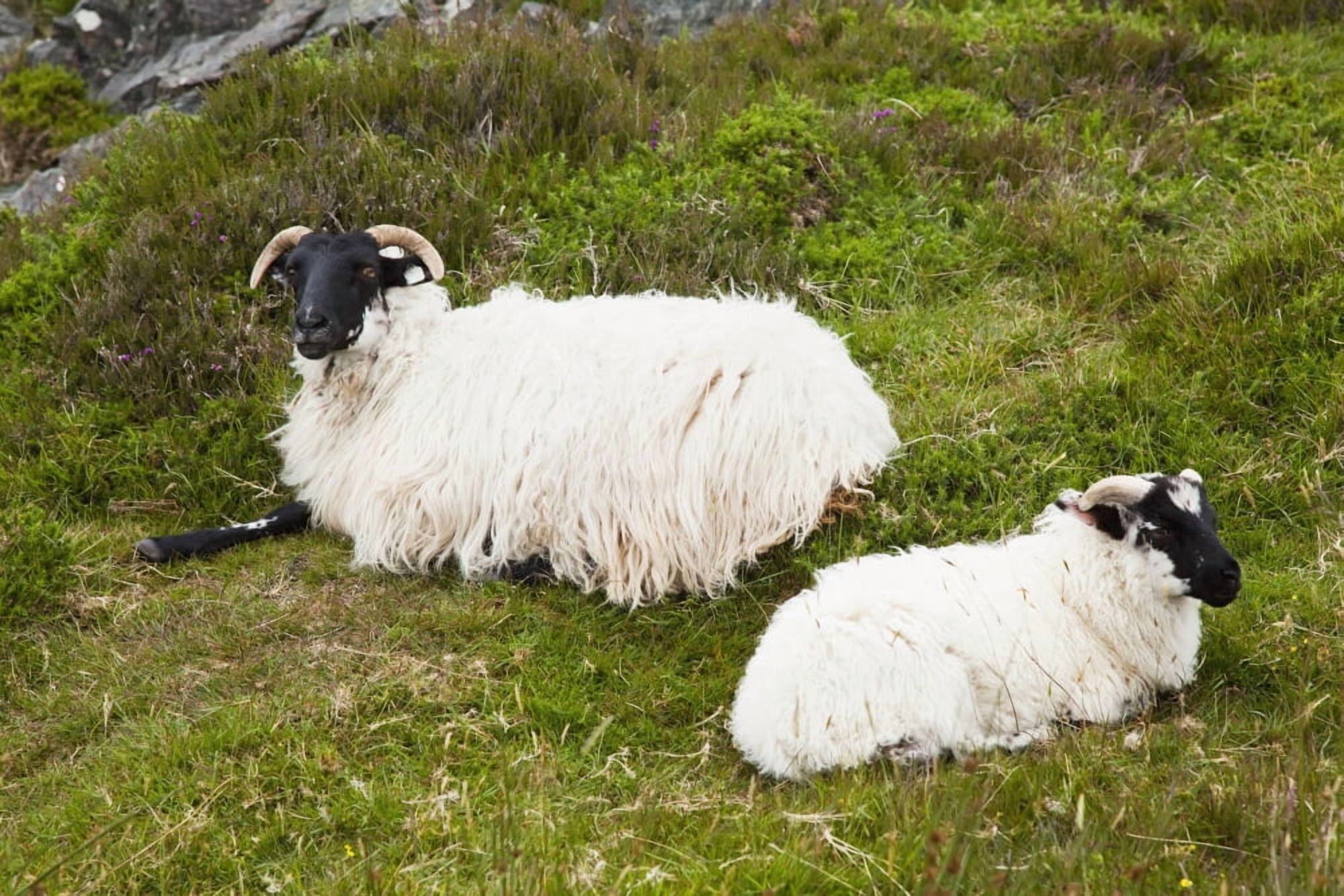 Sheep laying on the grassBogroad county galway ireland Canvas Art - Peter Zoeller Design Pics (19 x 12)