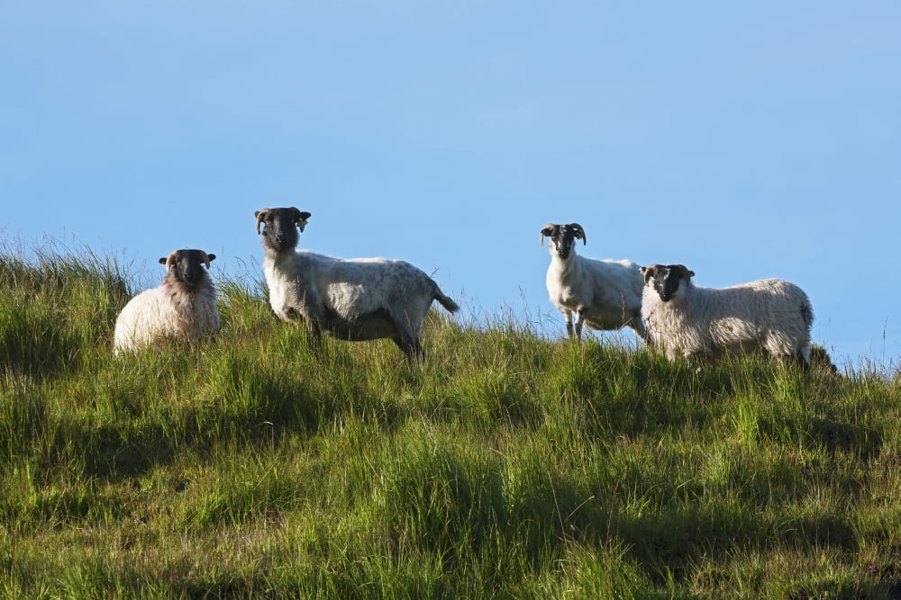 Sheep on Dingle Peninsula County Kerry Ireland Canvas Art - Carl Bruemmer Design Pics (19 x 12)