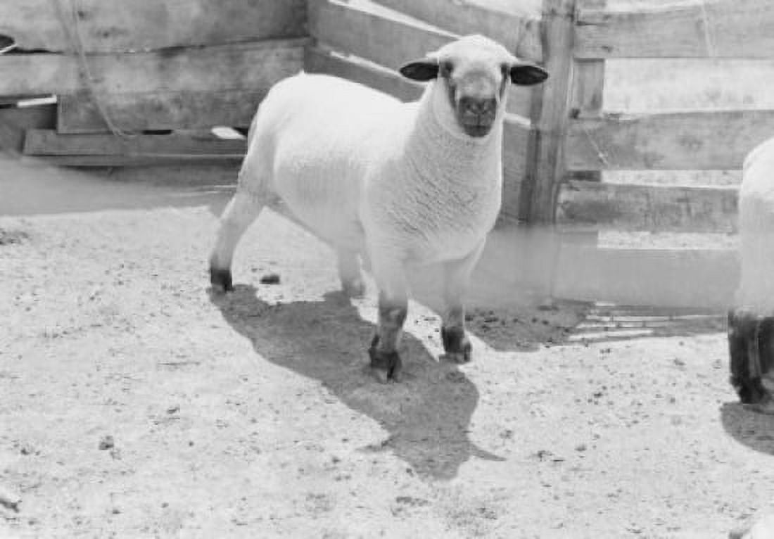 Sheep standing in animal pen Canvas Art - (24 x 36)