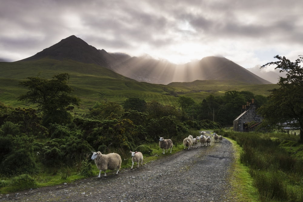 Sheep walking along a road early in the morning with the rising sun behind the Black Cuillin Ridge Glen Brittle Skye Scotland Canvas Art - Ian Cumming Design Pics (19 x 12)