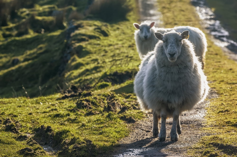 Sheep walking on path Ballinskelligs County Kerry Ireland UK Canvas Art - James Sparshatt Design Pics (19 x 12)