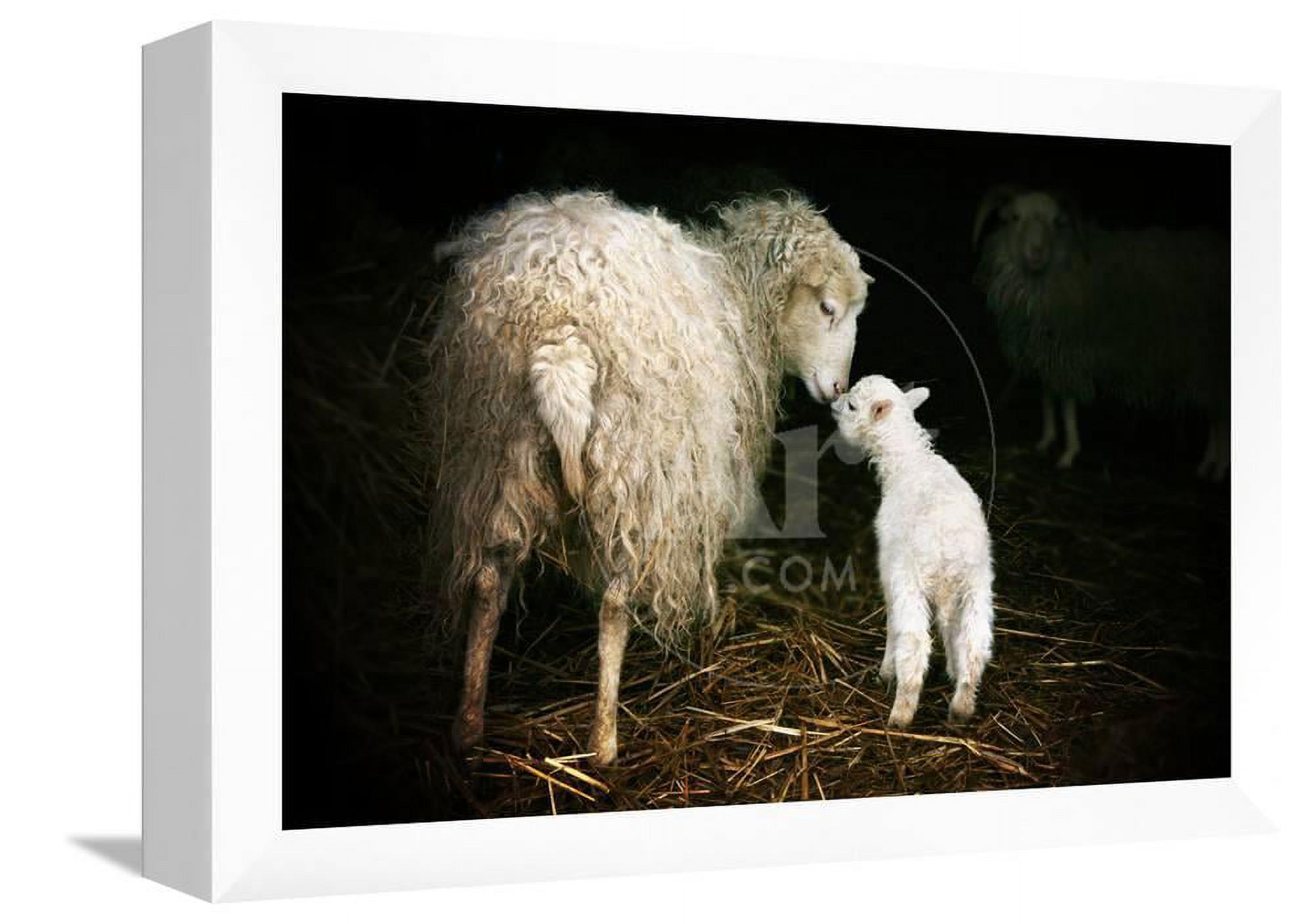 Sheep with a Lamb Standing in the Doorway of the Barn Maternal Instinct