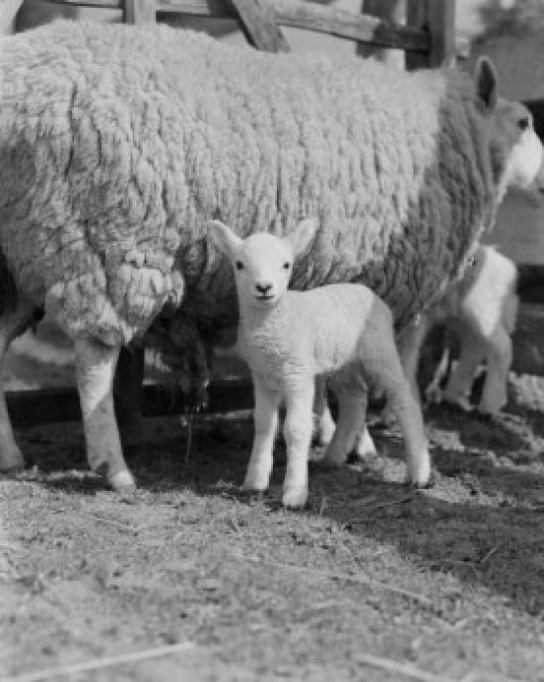 Sheep with lambs Canvas Art - (24 x 36)