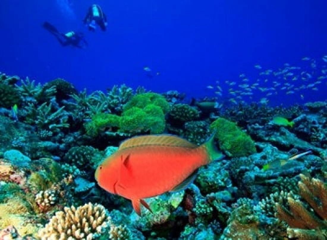 Sheephead Parrotfish North Huvadhoo Atoll Southern Maldives Indian Ocean Canvas Art - Stuart Westmorland DanitaDelimont (36 x 24)