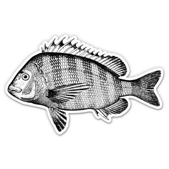 Sheepshead Fish Vintage Style - 3" Vinyl Sticker - For Car Laptop Water Bottle Phone - Waterproof Decal